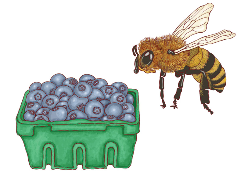 Bee and Berries